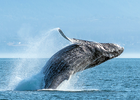 Breaching Humpback Whale