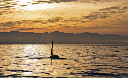 Male Orca at Sunset
