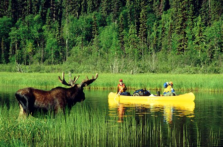 A Bowron Lakes Moose watching our canoes