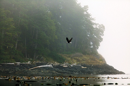 Bald Eagle soars over the beach