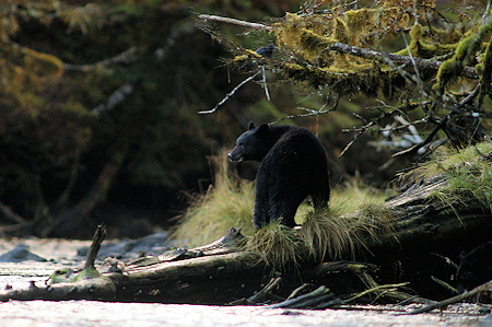 Coastal Black Bear